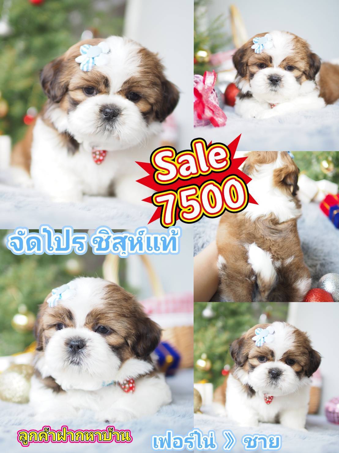 กิ๊ฟซ่าของแท้ @kibzaa เท่านั้น