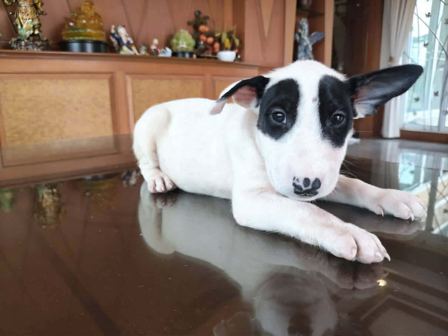 Standard Bull Terrier (สแตนดาร์ด บูลเทอร์เรีย)