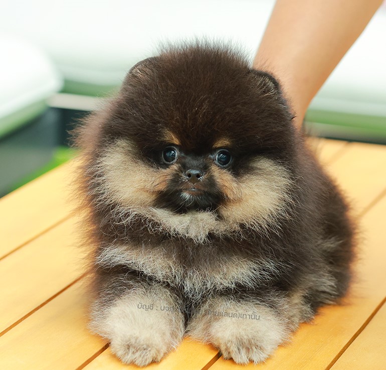 ปอมแท้ ปอมเมอเรเนียน HRF-68400 เพศหญิง สีแบล็คแทน อายุ 2 เดือน หน้าตาน่ารัก ขาสั...