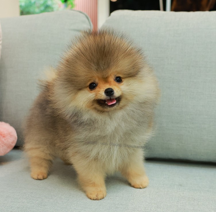 ปอมหน้าหมี ปอมแท้ ปอมเมอเรเนียน HRM-68589 เพศชาย สีส้ม อายุ 2 เดือน ตัวเล็ก ขาสั...