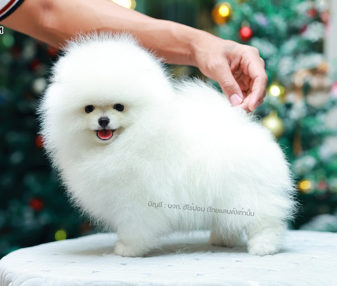 ปอมแท้ ปอมหน้าหมี HRM-89140 เพศหญิง สีส้ม ตัวจิ๋วตัวเล็ก แก้มอ้วน น่าฟัดมาก ๆ ตอ...