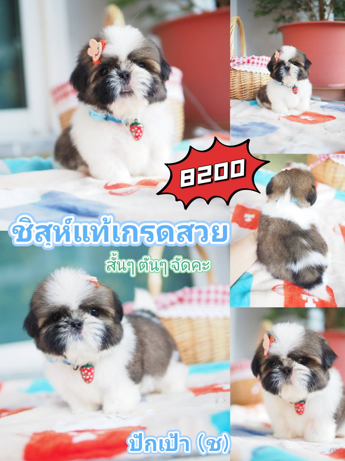 กิ๊ฟซ่า ชิสุ ลดได้