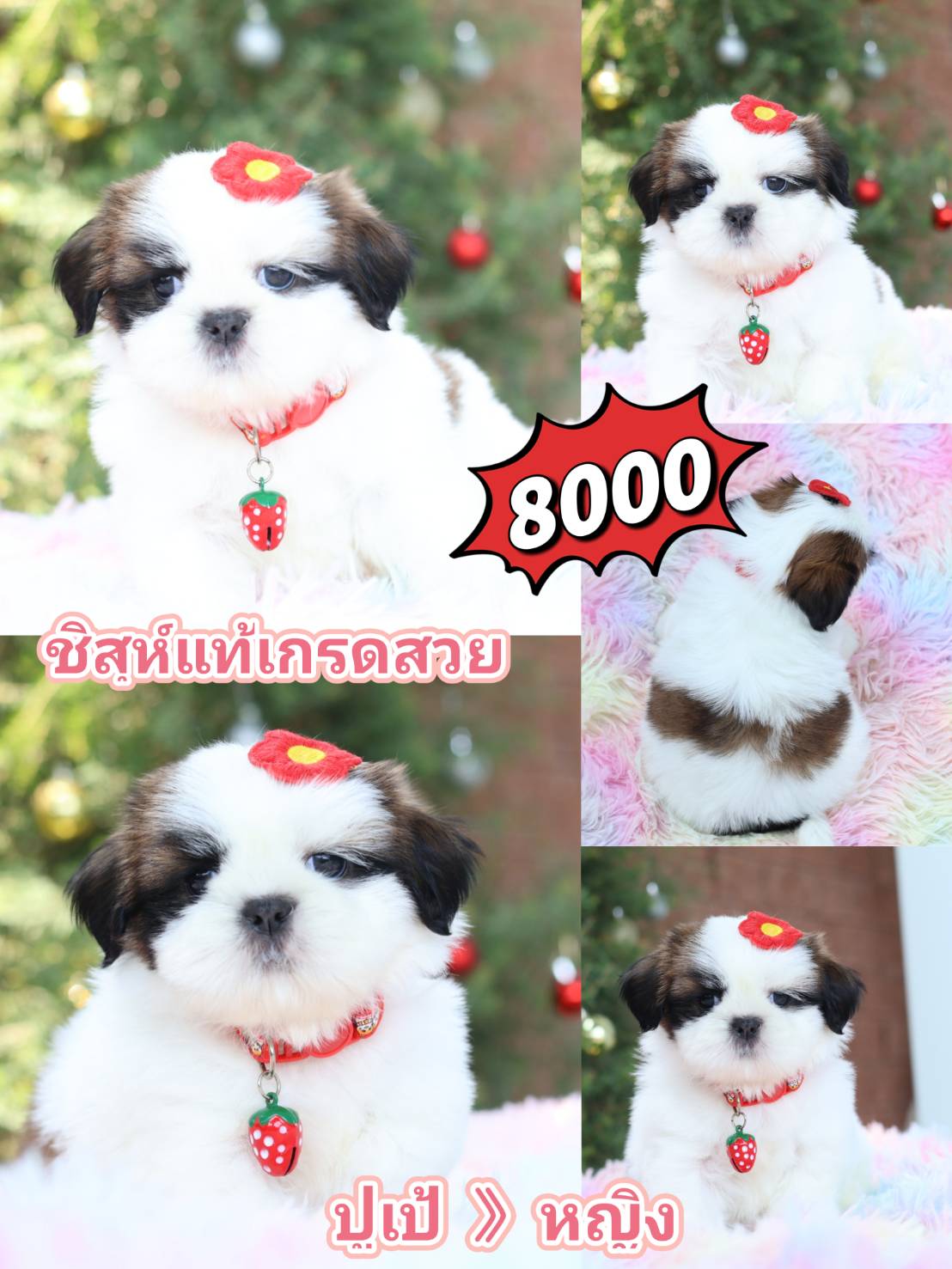 Kibzaa shihtzu