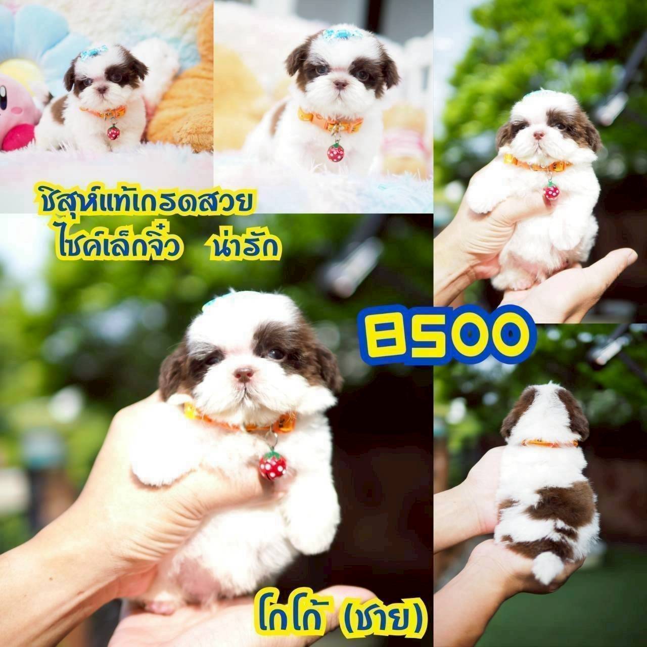 กิ๊ฟซ่า มาแล้ว ถูกและดี @kibzaa