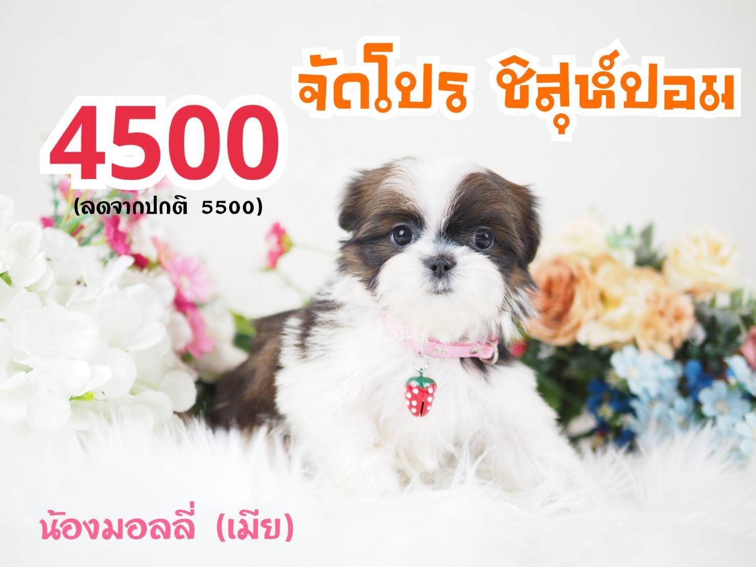 กิ๊ฟซ่าชิสุ จตุโชติ กทม.