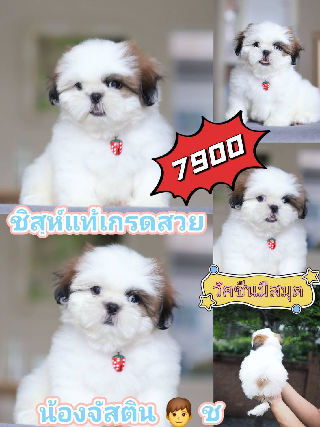 ชิสุห์ หล่อมาก วัคซีนพร้อม