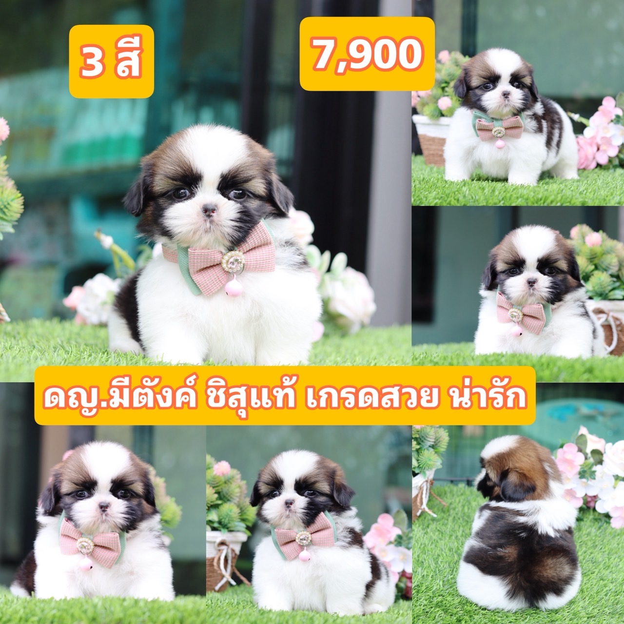 ชิสุแท้เกรดสวย