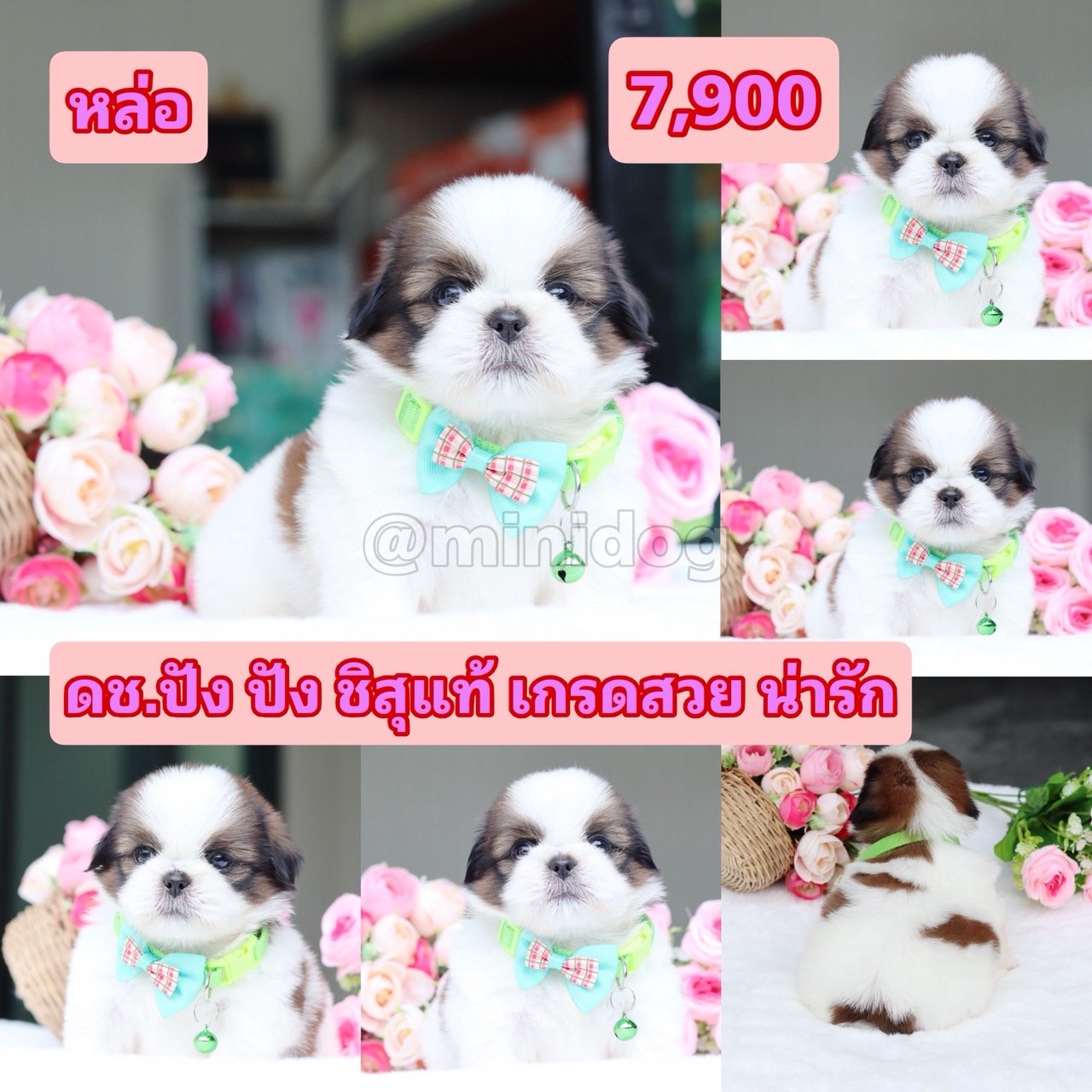 ชิสุแท้เกรดสวย