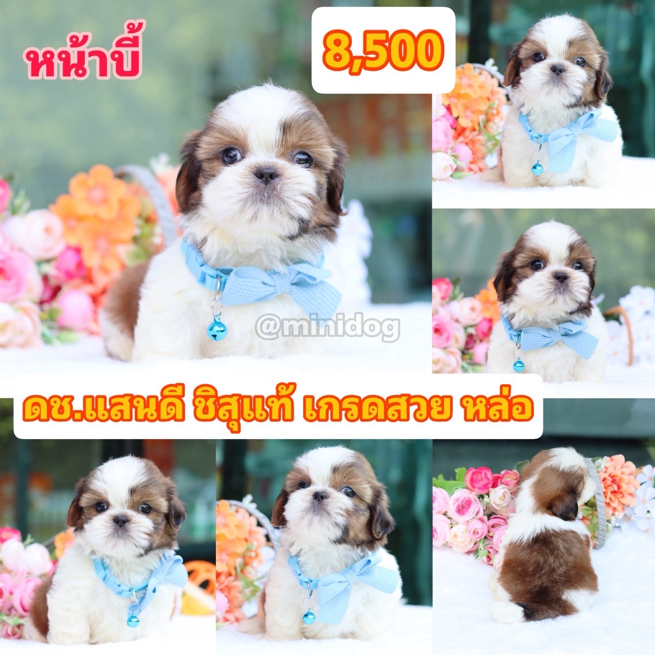 ชิสุแท้เกรดสวย