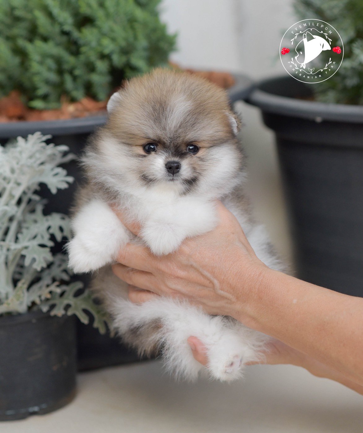 FYsmilepom น้องปอม สีปาร์ตี้ เพศผู้ หน้าตาน่ารักพร้อมย้ายบ้านค่า 0830777178