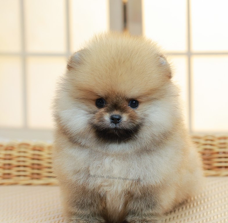 ปอมแท้ ปอมเมอเรเนียน HRF-68772 เพศหญิง สีส้ม อายุ 2 เดือน หน้าตาน่ารัก ขาสั้น ขน...