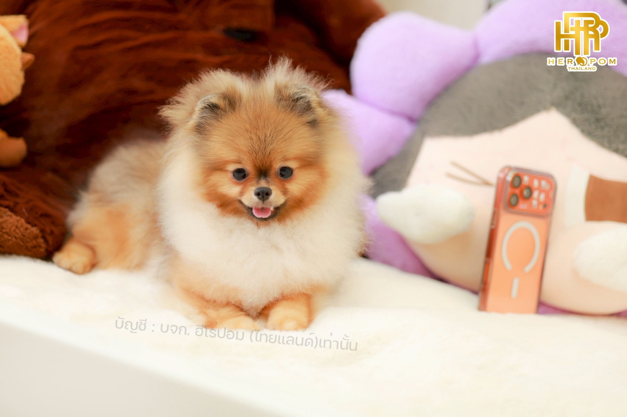 ปอมแท้ ปอมหน้าสั้น HRF-10796 เพศหณิง สีส้ม อายุ 5 เดือน น่ารักมาก ๆ ถ่ายรูปแล้วข...