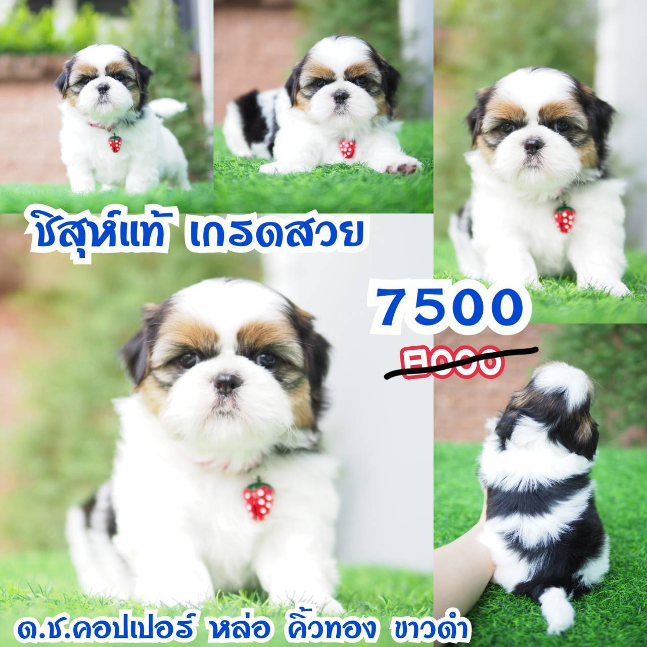 ชิสุห์แท้ กิ๊ฟซ่า