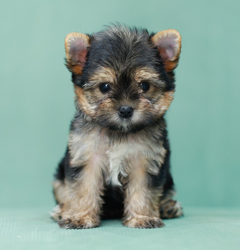 ยอร์คเชียร์ เทอร์เรีย HYF-26232 เพศหญิง สีแบล็คแทน อายุ 2 เดือน ตัวเล็ก ขาสั้น ห...