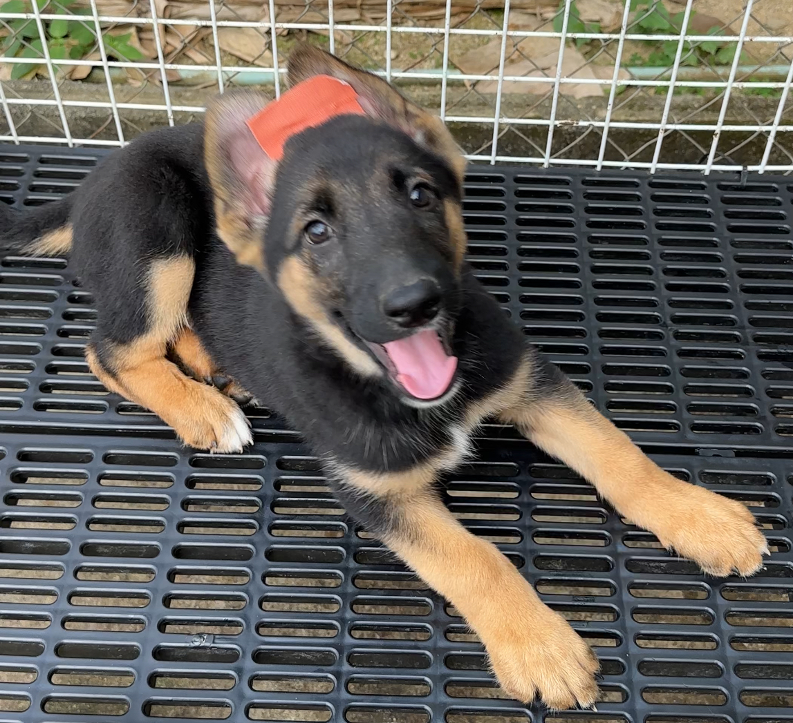 เยอรมันเชพเพริ์ดขนสั้นหนุ่มน้อยหาบ้าน