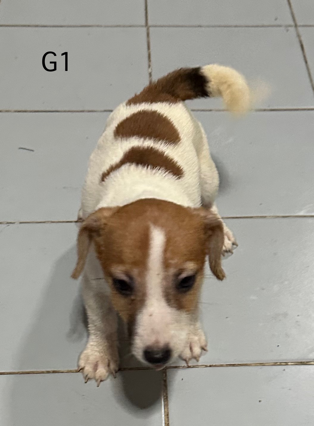 น้องแจ๊ค เพศเมีย พร้อมย้ายบ้าน