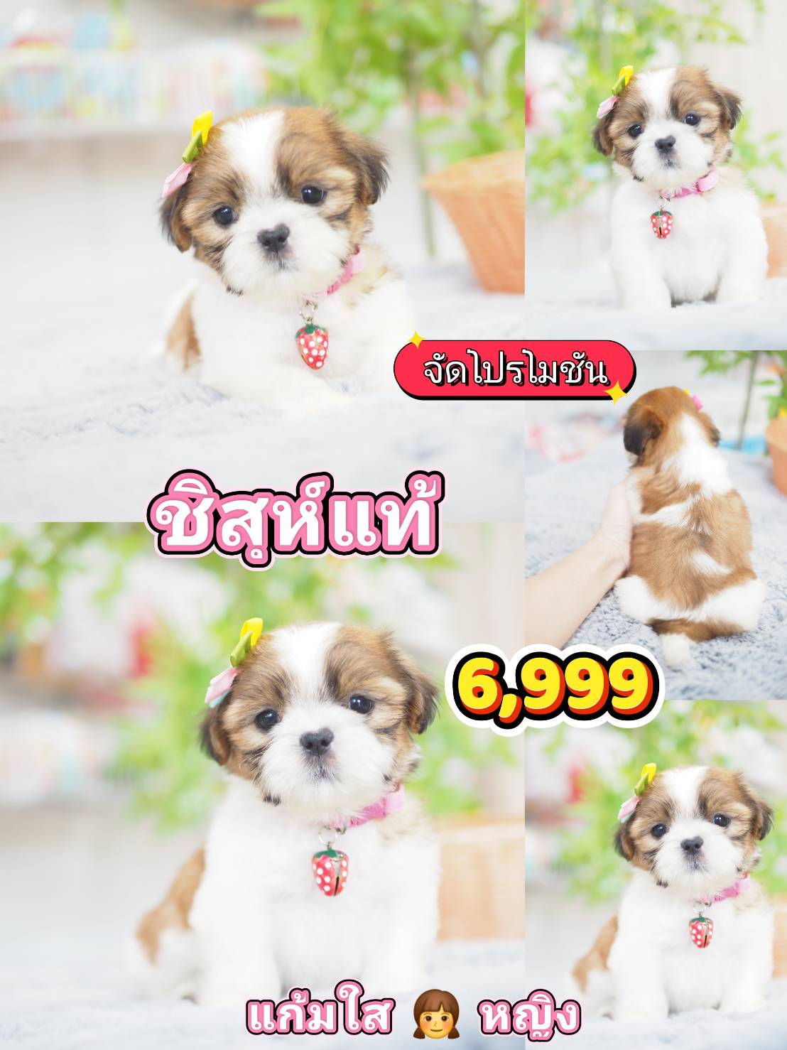 Shihtzu