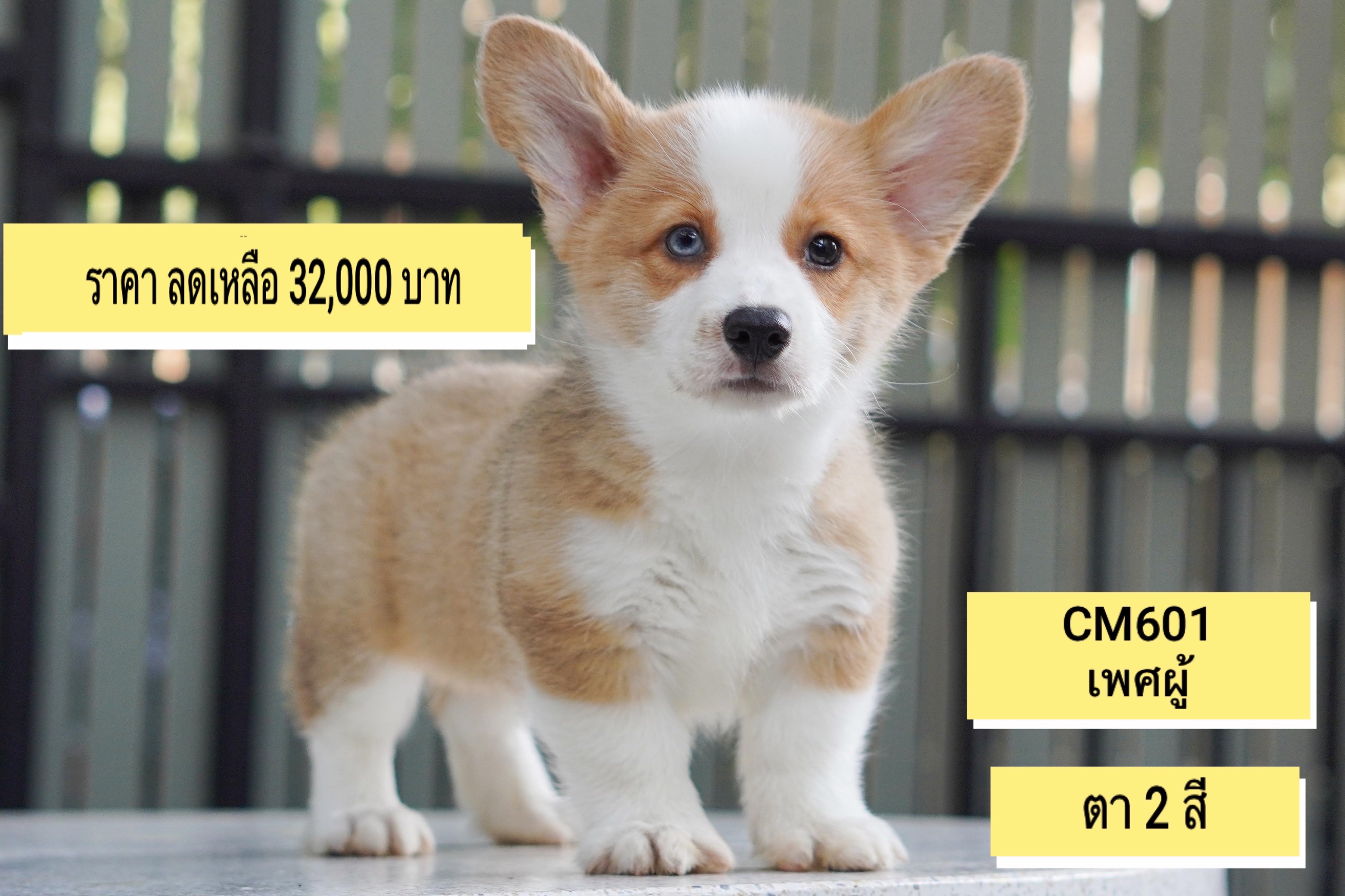 ลูกคอร์กี้ (Corgi) เพศผู้ พร้อมย้ายบ้าน รับบัตรเครดิตทุกธนาคาร