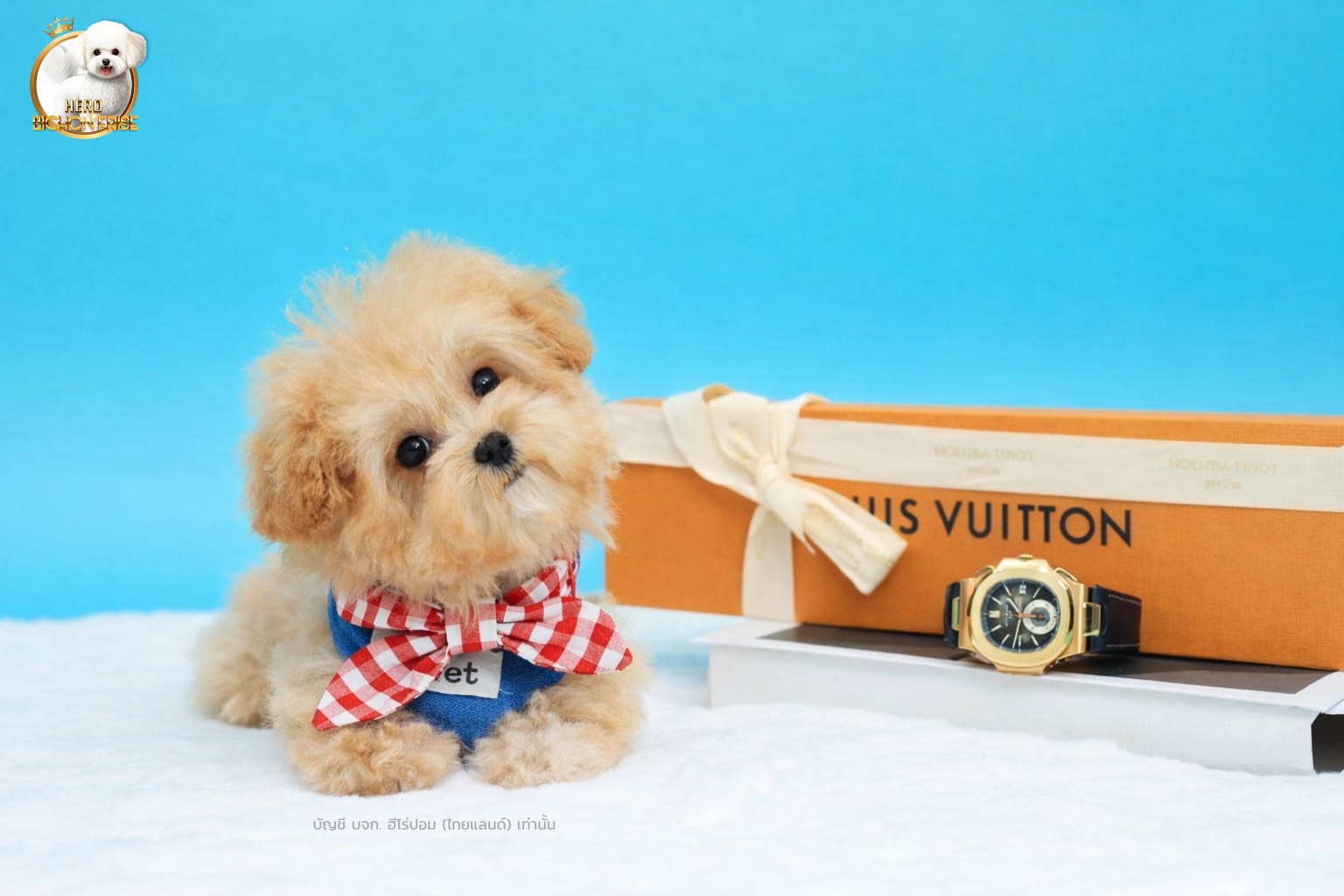 bichonพู BCF-42934 เพศหญิง สีแชมเปญ หน้าตาน่ารัก ขาสั้น ขนแน่นฟู ขี้เล่นมาก ตัวเ...