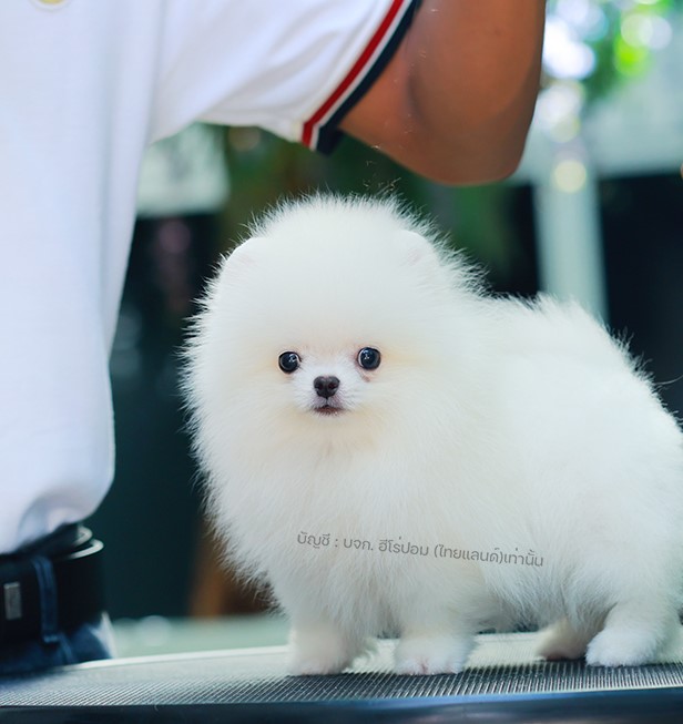 ปอมแท้ ปอมเมอเรเนียนฃ HRM-68598 เพศชาย สีขาว อายุ 2 เดือน ตัวเล็ก ขาสั้น หน้าสั้...