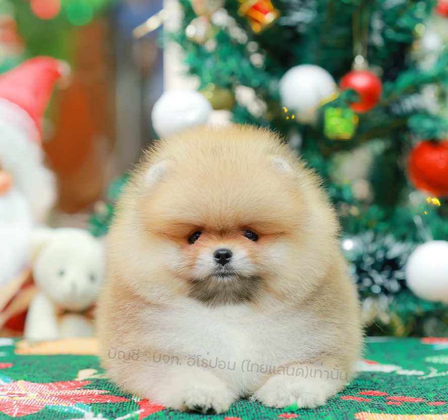 ปอมแท้ ปอมหน้าหมี HRM-10983 เพศชาย สีส้ม ตัวจิ๋วตัวเล็ก แก้มอ้วน น่าฟัดมาก ๆ ตอน...