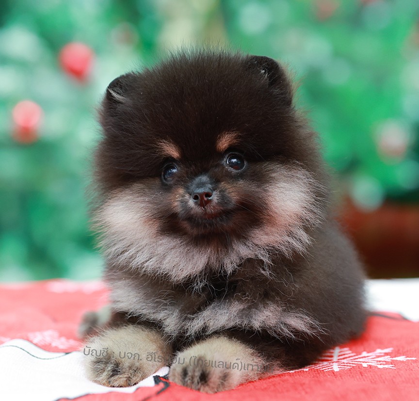 ปอมแท้ ปอมหน้าหมี HRF-10828 เพศหญิง สีแบล็คแทน ตัวจิ๋วตัวเล็ก แก้มอ้วน น่าฟัดมาก...