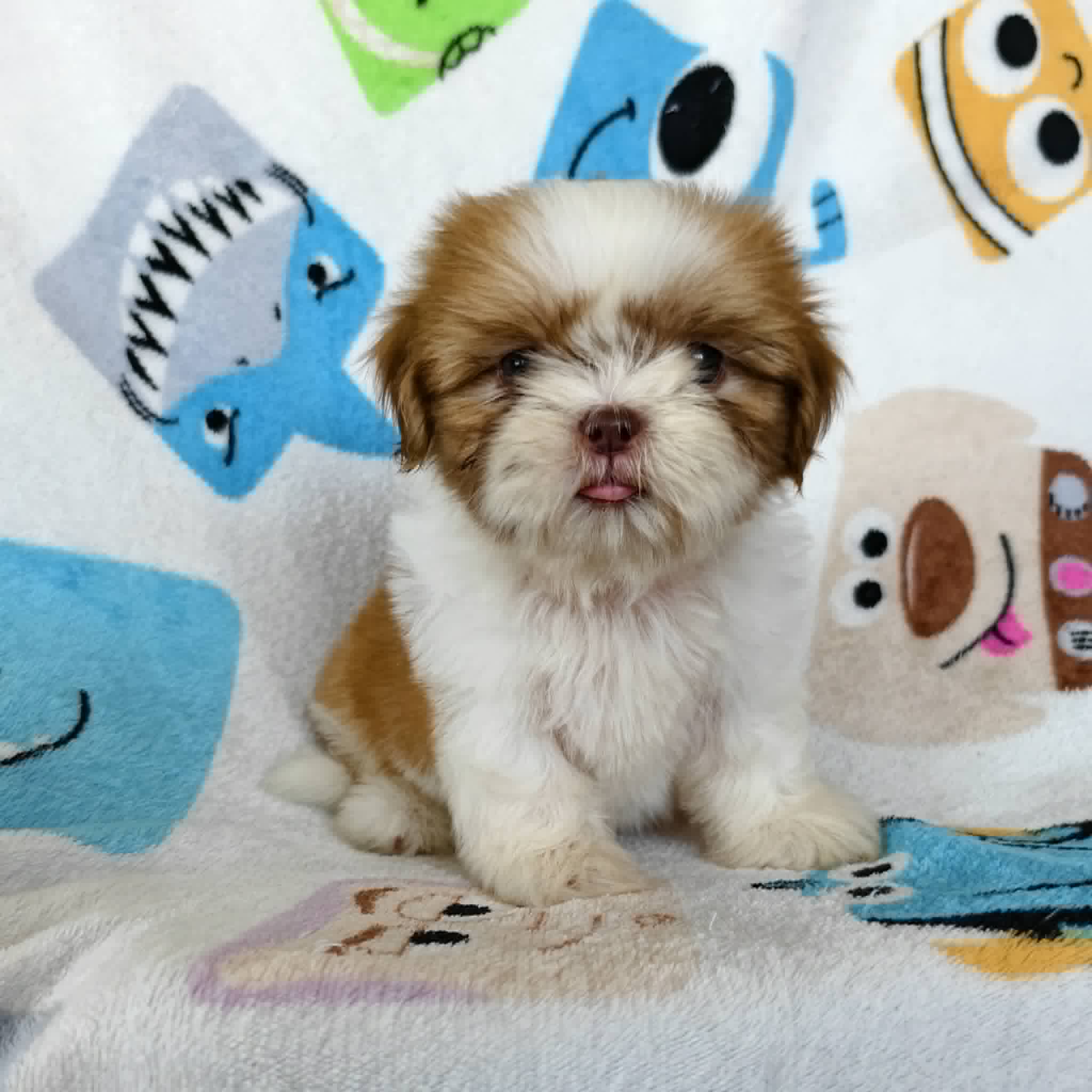 ชิสุแท้จมูกตับ4900.- ส่งฟรีกทม.มีปลายทาง line:: happyshihtzu4289