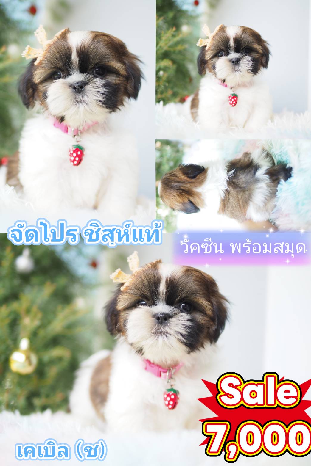 ชิสุ