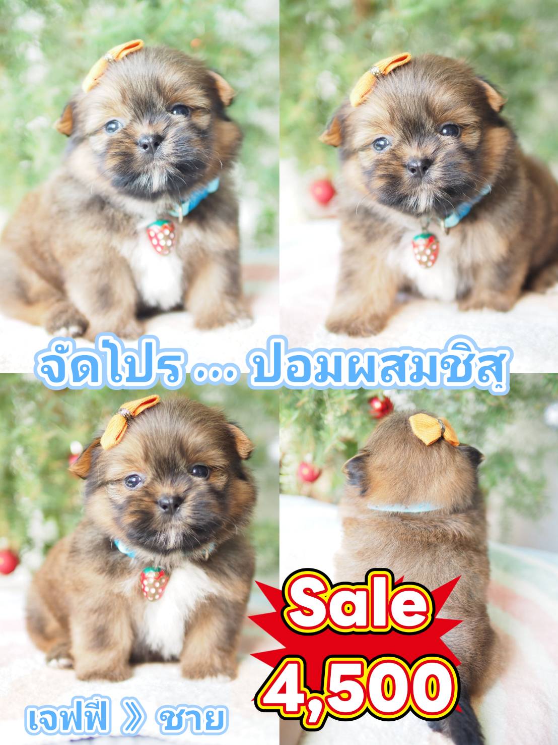 ชิสุปอม 4500