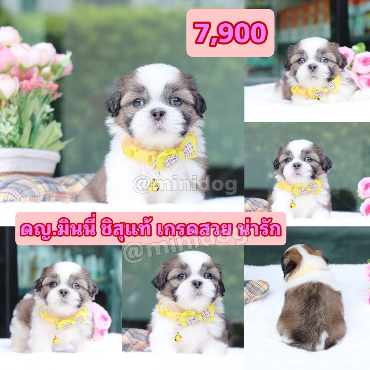 ชิสุแท้เกรดสวย