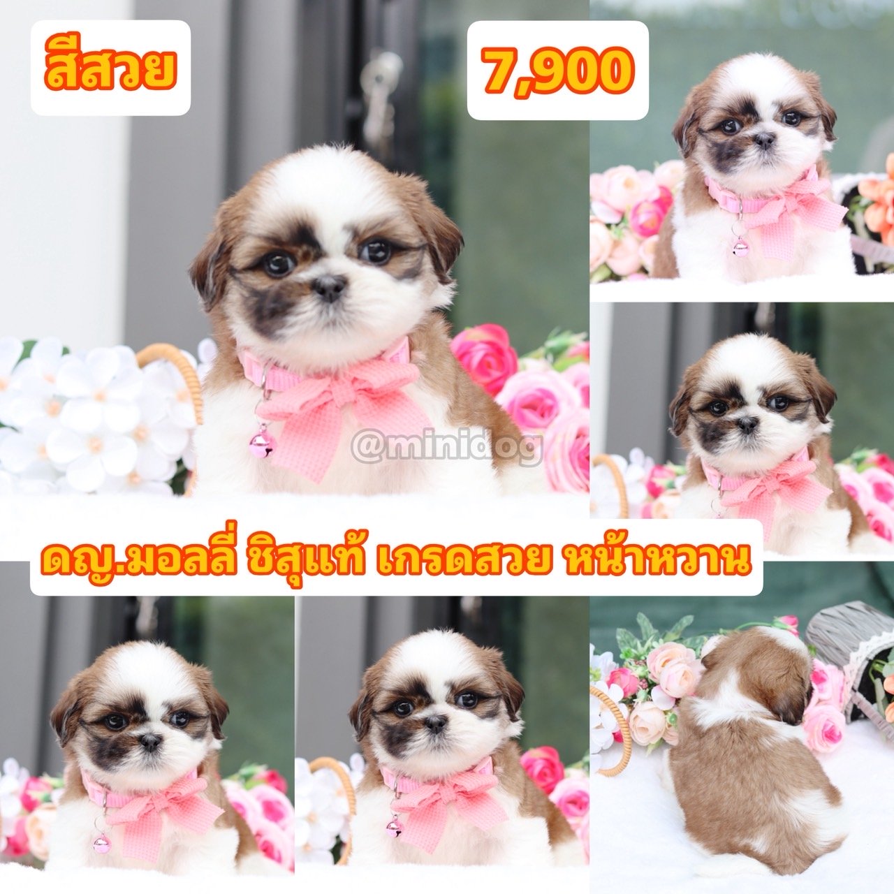ชิสุแท้เกรดสวย