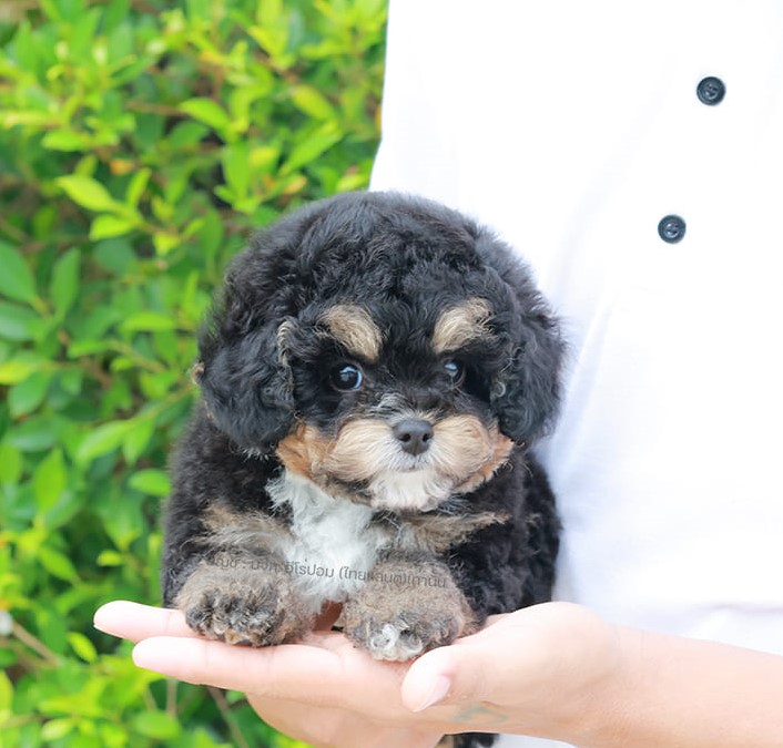 พุดเดิ้ล BCF-89129 เพศหญิง สีแบล็คแทน  สวยมาก ๆ สีมีเอกลักษณ์ น่าอุ้มสุด ๆ มีใบร...