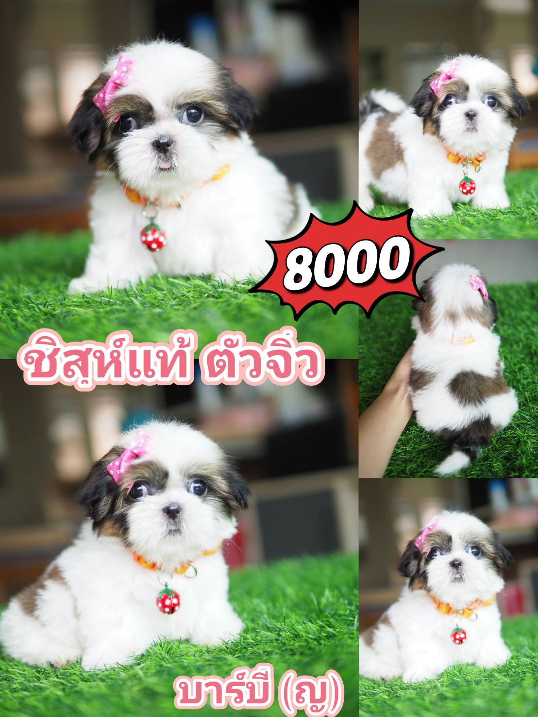 ชิสุห์ ตัวจิ๋ว