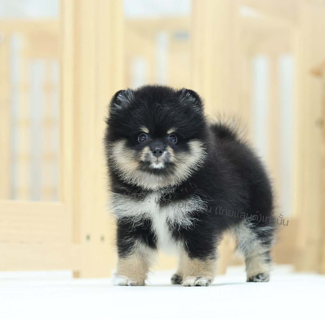 ปอมหน้าหมี ปอมแท้ ปอมเมอเรเนียน HRM-68759 เพศชาย สีแบล็คแทน อายุ 2 เดือน ตัวเล็ก...