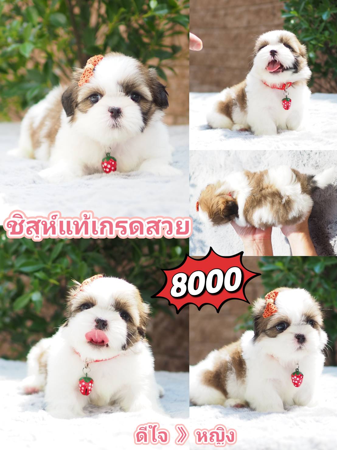 Shihtzu