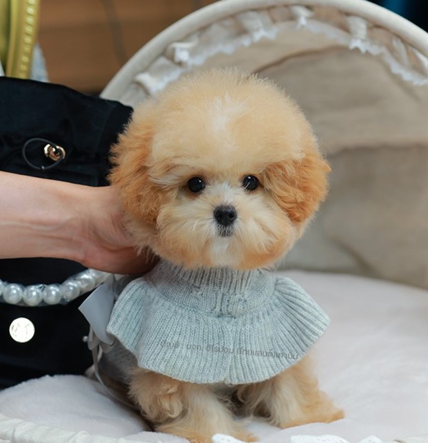 บิซองพู BCF-35598 เพศหญิง สีแชมเปญ อายุ 2 เดือน ตัวเล็ก ขาสั้น หน้าสั้น ขนแน่นฟู