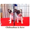 [Chihuahua Is Here] ชิวาวา เพศเมีย สีขาว-ช็อค มีคิ้ว คู่แฝดจ้า