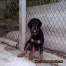ขายลูกร็อตไวเลอร์ Rottweiler วัย 2 เดือน คุณภาพ