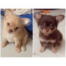 2หนุ่มน้อย ชิวาว่า  สายเลือดเยี่ยม พ่อนำเข้า น่ารักแข็งแรง หล่อสุดๆ เลยค่ะ