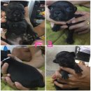 เฟรนบลูดอกเพศเมีย ผ่านบลู ดำล้วนไม่ติดเสือ เจนต่อไปอาจได้สีบลู