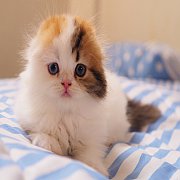 หาบ้านให้น้องคับ สก็อตติสขนยาว หูพับ ตาสองสี เพศเมียคับ