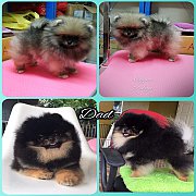 น้องปอมเพศผู้ หน้าหมี สีส้มเซเบิ้ล สายแบล็คแทน สายเลือดดีมีใบเพ็ด เกรดพ่อพันธุ์