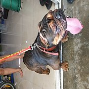 ขายบลูลี่เพศเมียอายุ2ปี