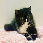 เอ็กโซติก ขนสั้น เพศผู้