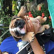 อิงลบลูด็อก