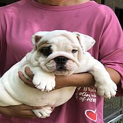 ขายลูกบลูด็อกเพศผู้