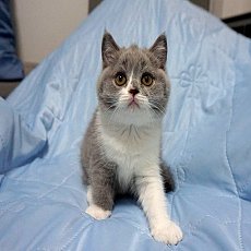 ฟาร์มแมวที่จดทะเบียนฟาร์ม และเลี้ยงดูตามมาตรฐานสากล พร้อมใบเพ็ดดีกรีสมาคมWCF