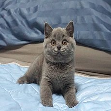 ฟาร์มแมวที่จดทะเบียนฟาร์ม และเลี้ยงดูตามมาตรฐานสากล พร้อมใบเพ็ดดีกรีสมาคมWCF