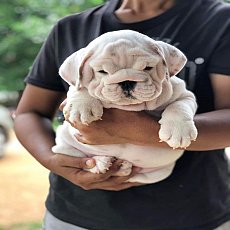 เปิดจองลูกบลูด็อกเพศผู้