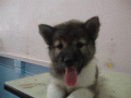 น้องบางแก้วขายด่วน